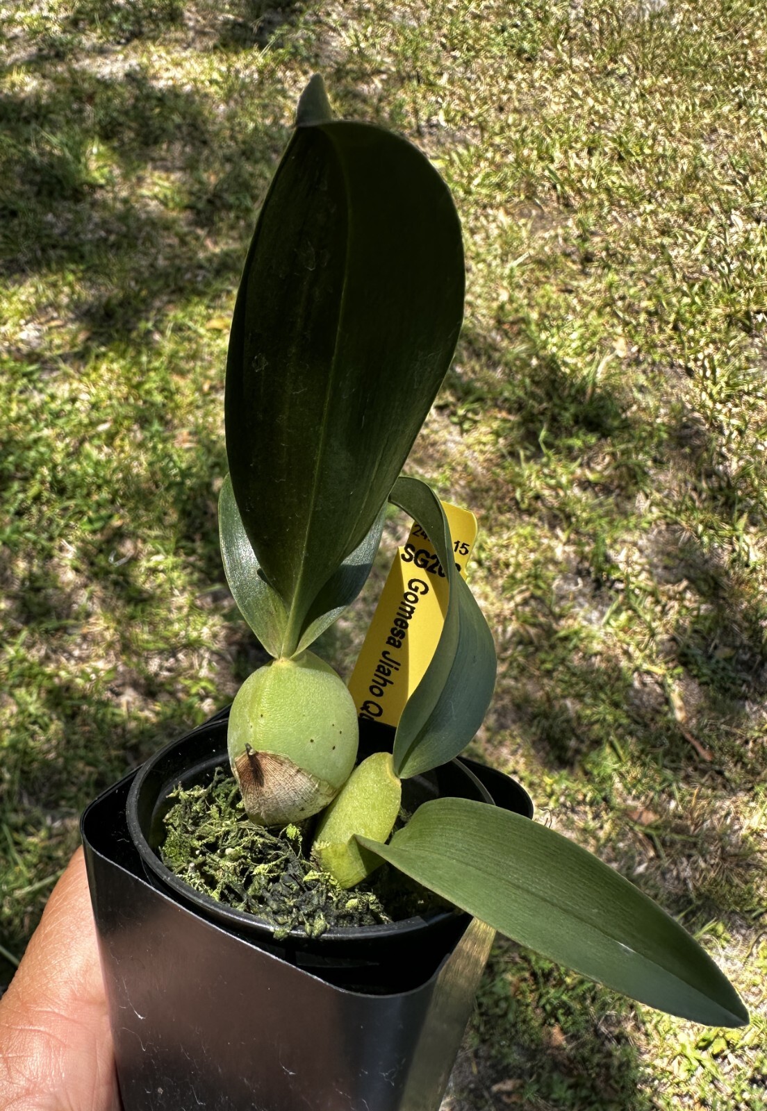YELLOW/BLACK CONTRAST ONCIDIUM TYPE ORCHID HYBRID Jiaho Queen 'Jiaho' NBS plant gallery