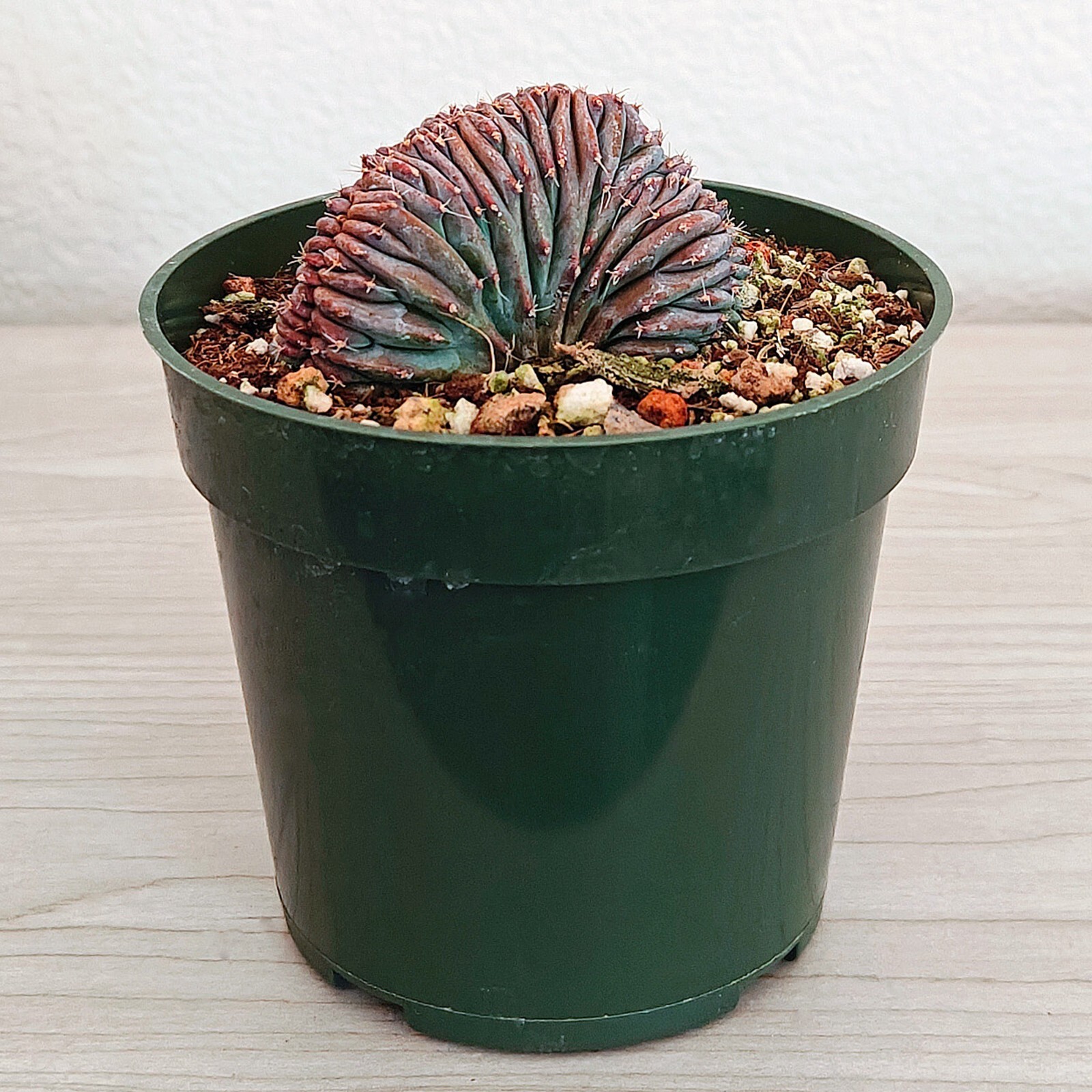 Cactus - Crested Myrtillocactus Geometrizans : Dinosaur Back - In 4" Pot (MD) gallery
