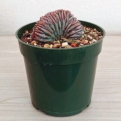 Cactus – Crested Myrtillocactus Geometrizans : Dinosaur Back – In 4″ Pot (MD)
