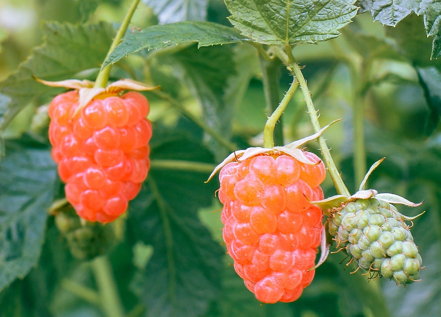 Double Gold Raspberry Plants gallery