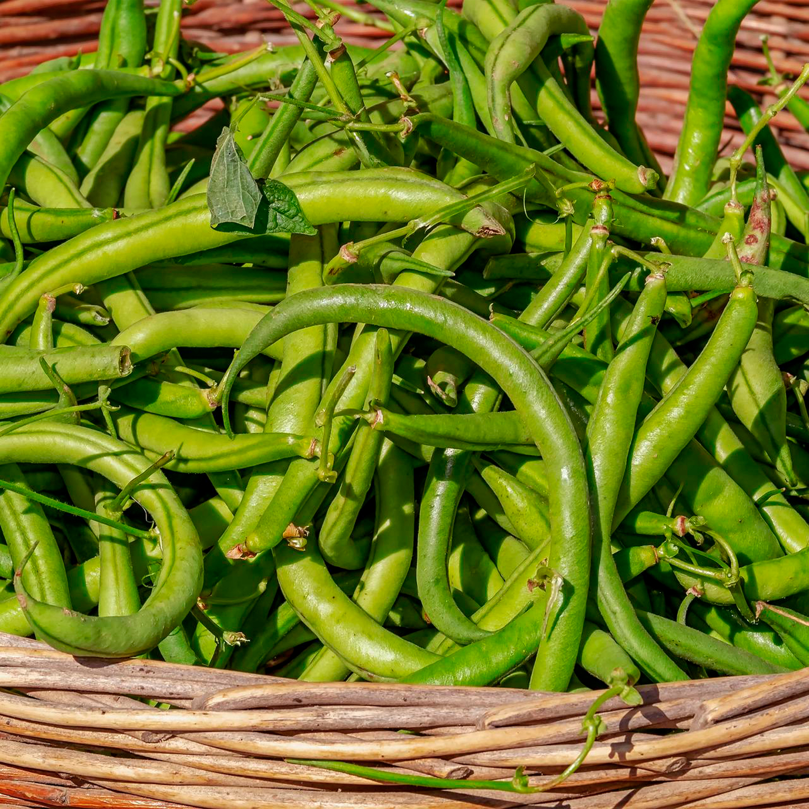 Bean Seeds - Bush - Strike Non-GMO / Heirloom / Vegetable Garden Fresh gallery
