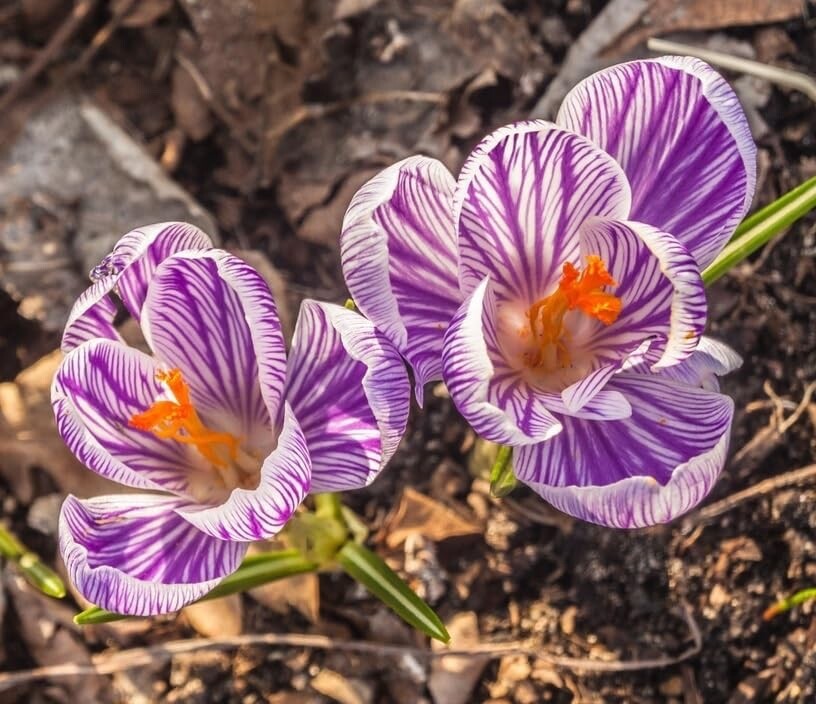 Striped Pickwick Crocus Bulbs for Planting gallery