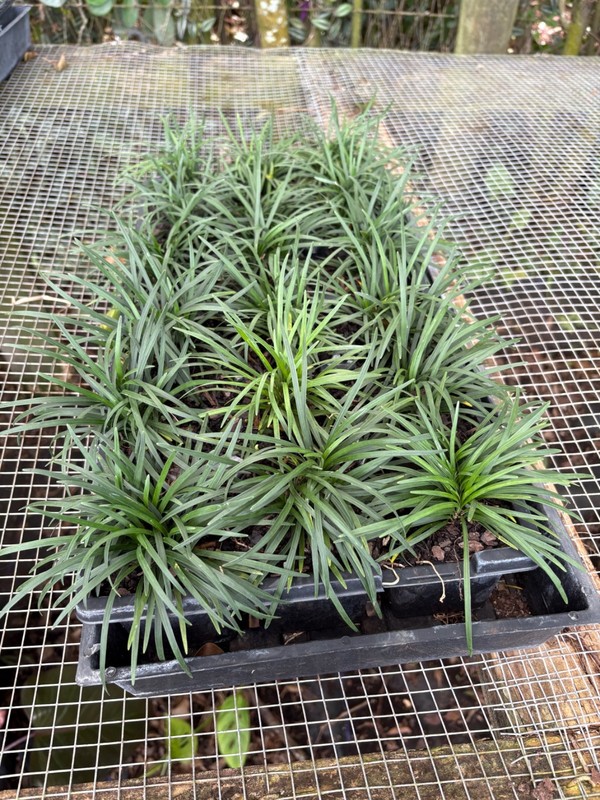 dwarf mondo grass 18pc gallery