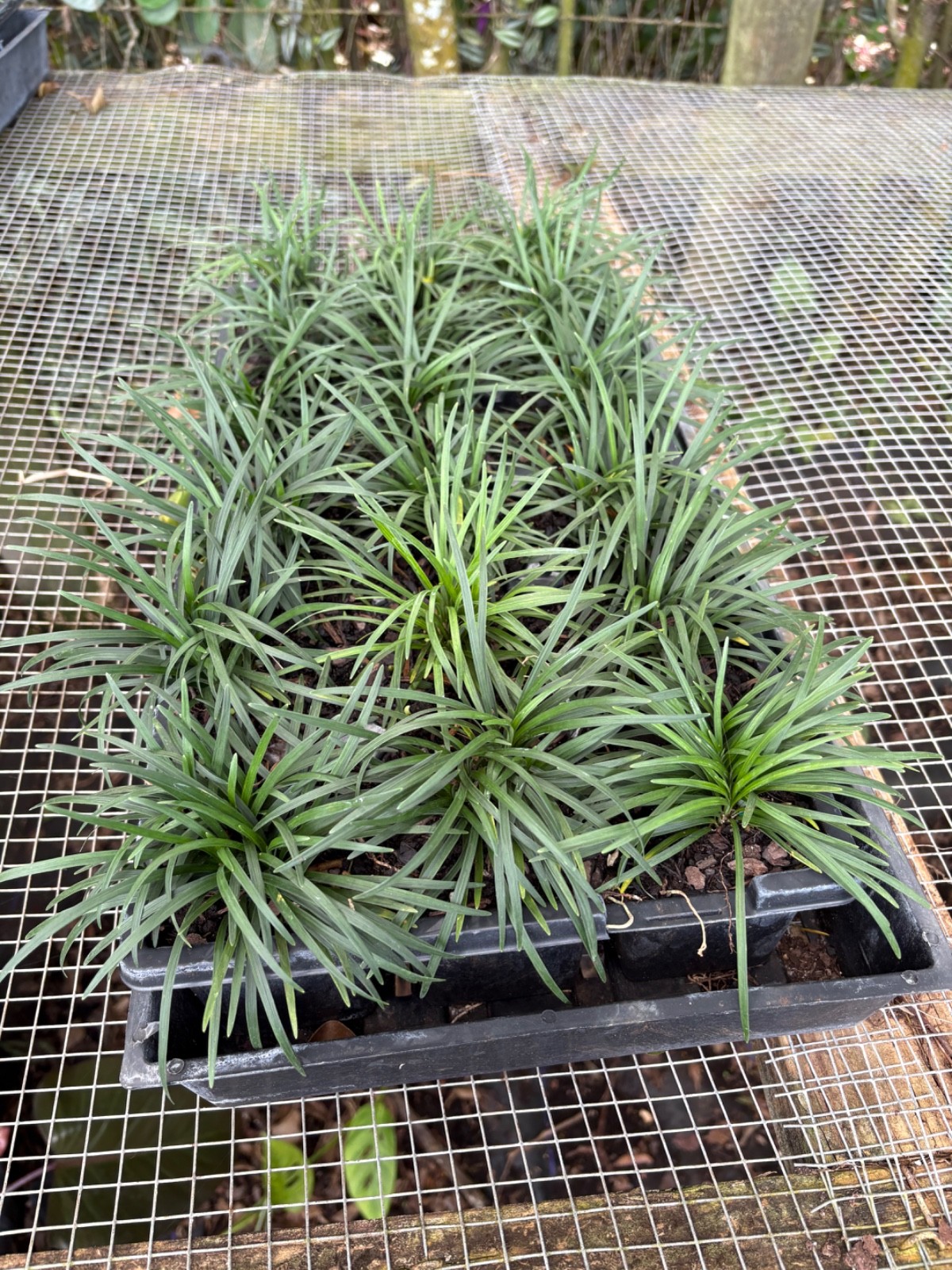 dwarf mondo grass 18pc gallery