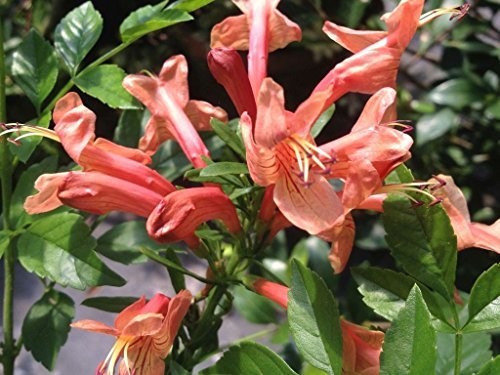 MANGO Cape Honeysuckle Plant Peach Apricot Bloom Rare Color Attracts Hummingbird gallery