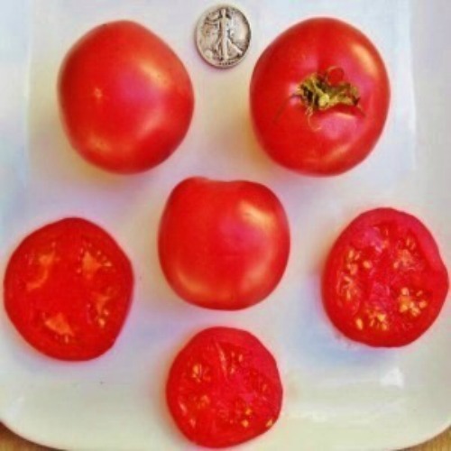 Eva Purple Ball - Heat Resistant - 40 Seeds - Buy any 3 or more var, 20% off! gallery