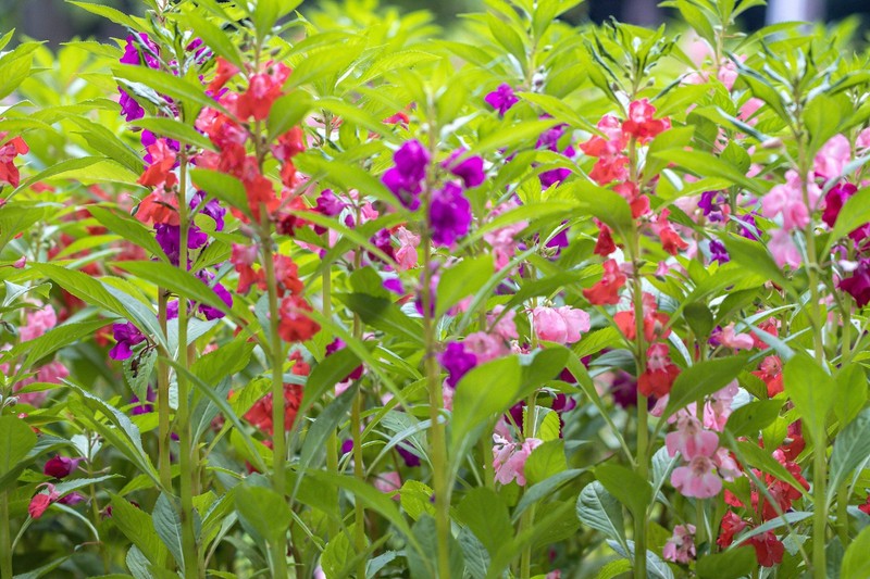 100 Mixed Dwarf TOM THUMB IMPATIENS Balsamina Sun or Shade Purple Flower Seeds gallery