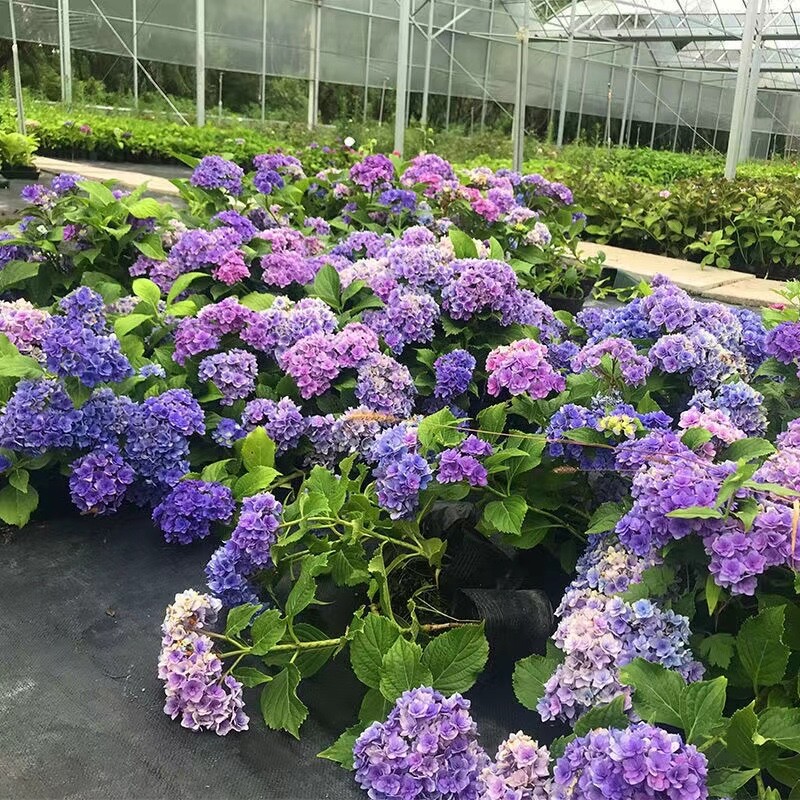 20 SEEDS for Blue Violet Pink HYDRANGEA RARE flower exotic bush plant USA Seller gallery