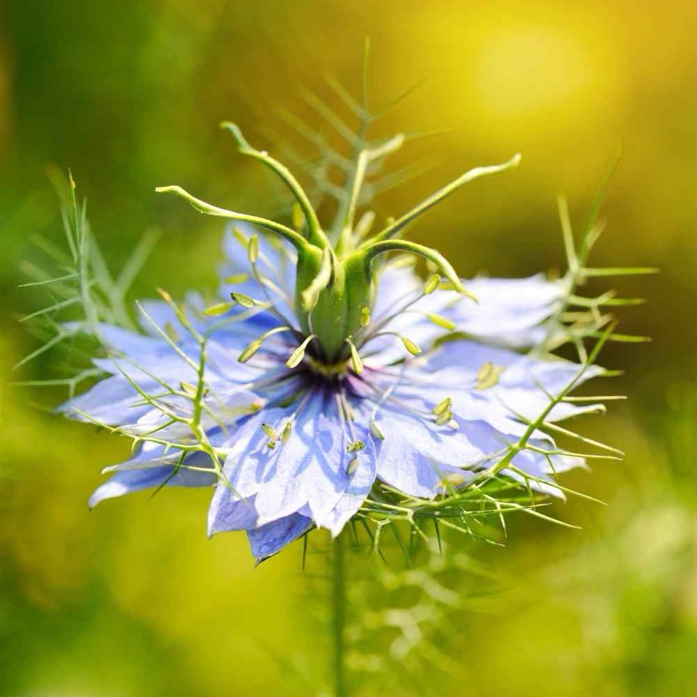 200+ Black Cumin Seed for Planting (Nigella sativa) Non-GMO, Heirloom USA Seller gallery