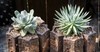 ORGANIC Potting Soil Mix Peat Moss 50% - Perlite 25% - Vermiculite 25% FAST SHIP gallery