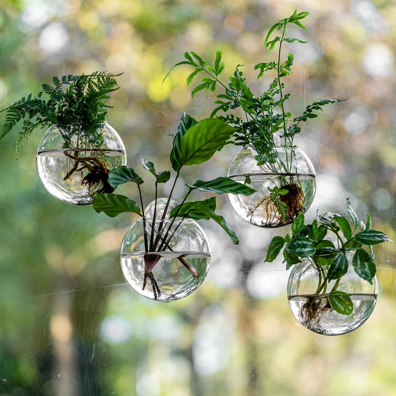 "Glass Terrarium Planter with Suction Cup for Hydroponics and Home Decor" gallery