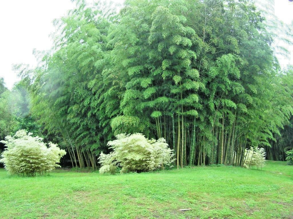 20 GIANT MOSO BAMBOO SEEDS - Phyllostachys pubescens gallery