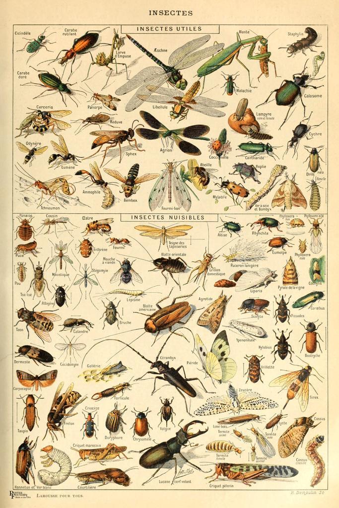 Insects Insectes Flying Bugs Bookplate Nature Art Print Poster 16x24 gallery