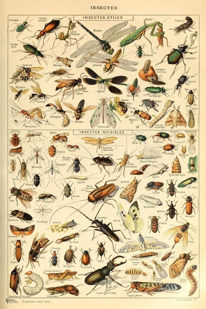 Insects Insectes Flying Bugs Bookplate Nature Art Print Poster 16x24