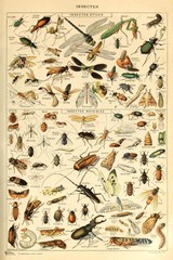 Insects Insectes Flying Bugs Bookplate Nature Art Print Poster 16×24