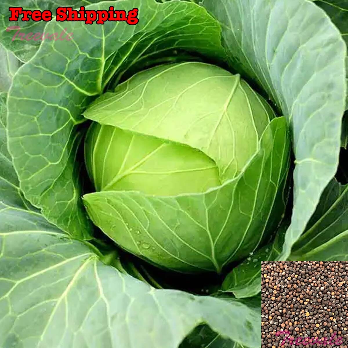 Cabbage Seeds, Golden Acre Cabbage Seeds | Non-GMO, Organic gallery