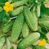 cucumber, CAROLINA CUCUMBER, Pickling 28 Seeds, GroCo USA-BUY 10=FREE SHIPPING gallery