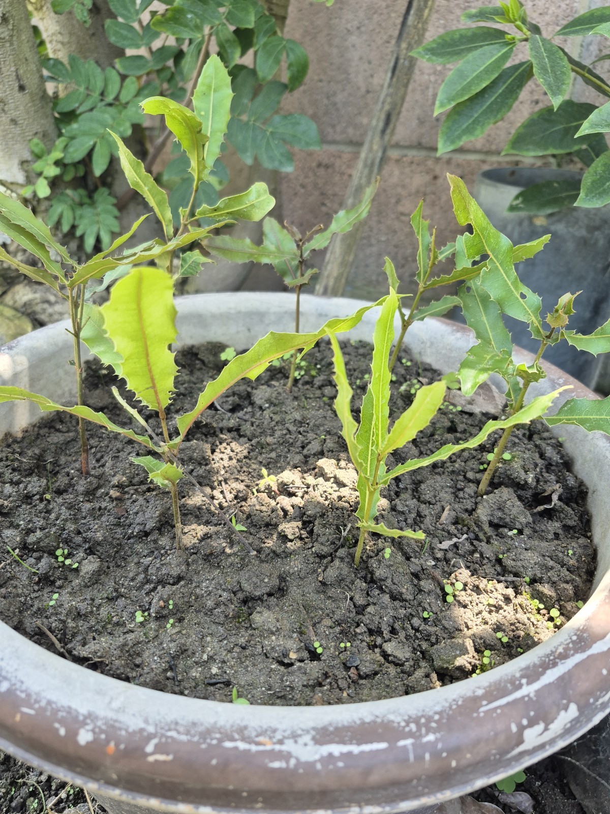 2 Macadamia Nut Tree Seedlings “Macadamia Integrifolia” gallery