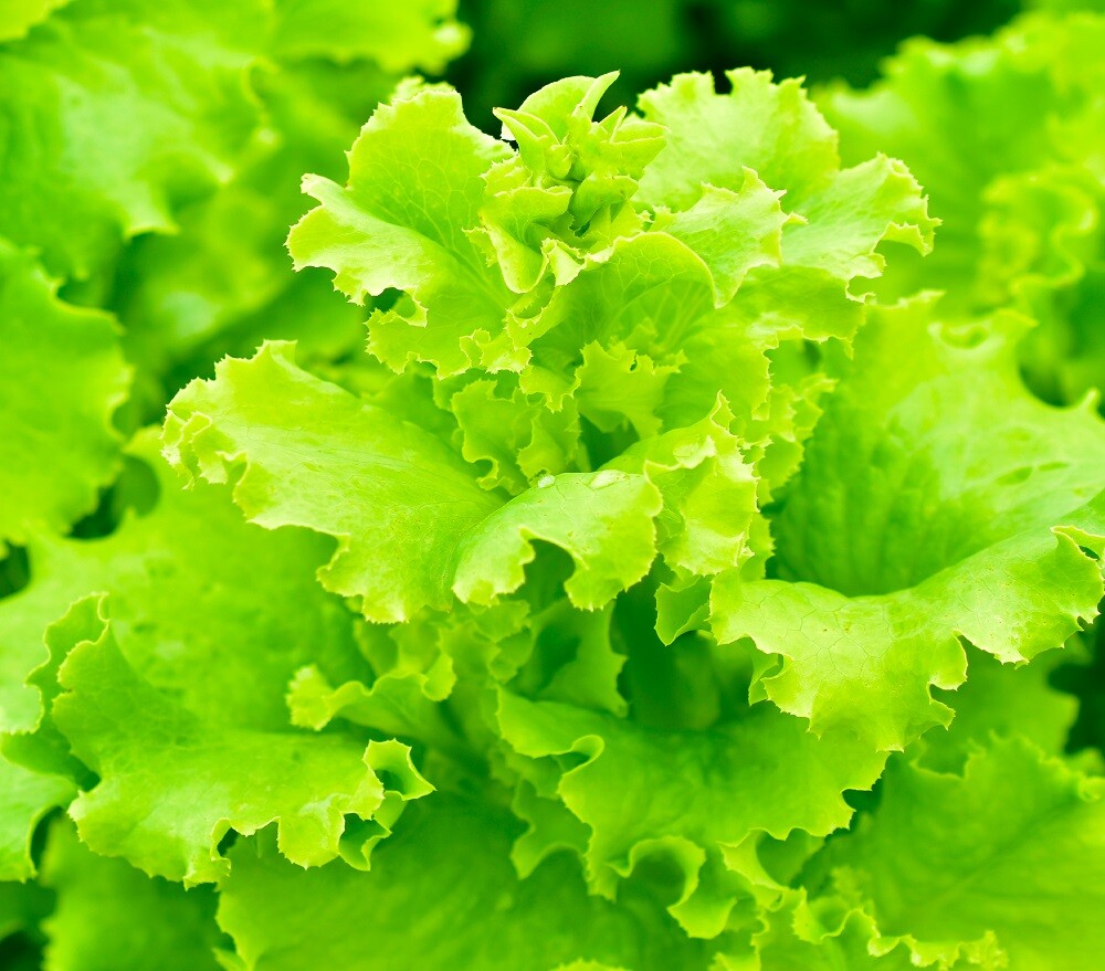 Lettuce Seeds - High Yield Heirloom Non-GMO, Free Shipping, Black Seeded Simpson gallery