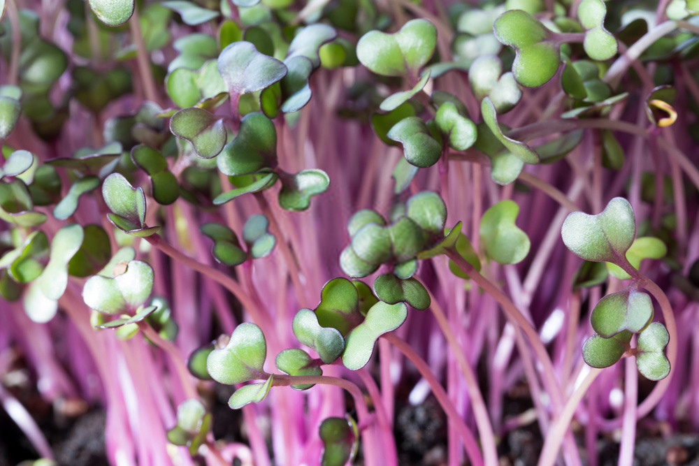 Rambo Radish 4 Ounce Microgreen Sprouting Seeds gallery