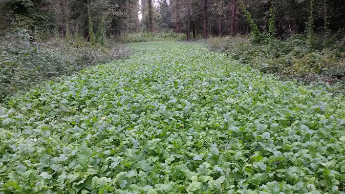 10LBS DEER GREENS PURPLE TOP TURNIP DAIKON RADISH RAPE SEED DEER FOOD PLOT SEED gallery