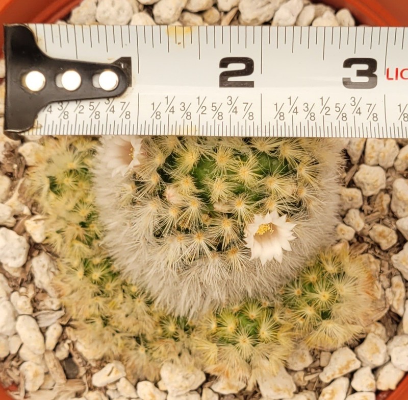 Mammillaria Carmenae Multi-Headed Cluster 2" Tall 6" Pot Size - Bare Root gallery