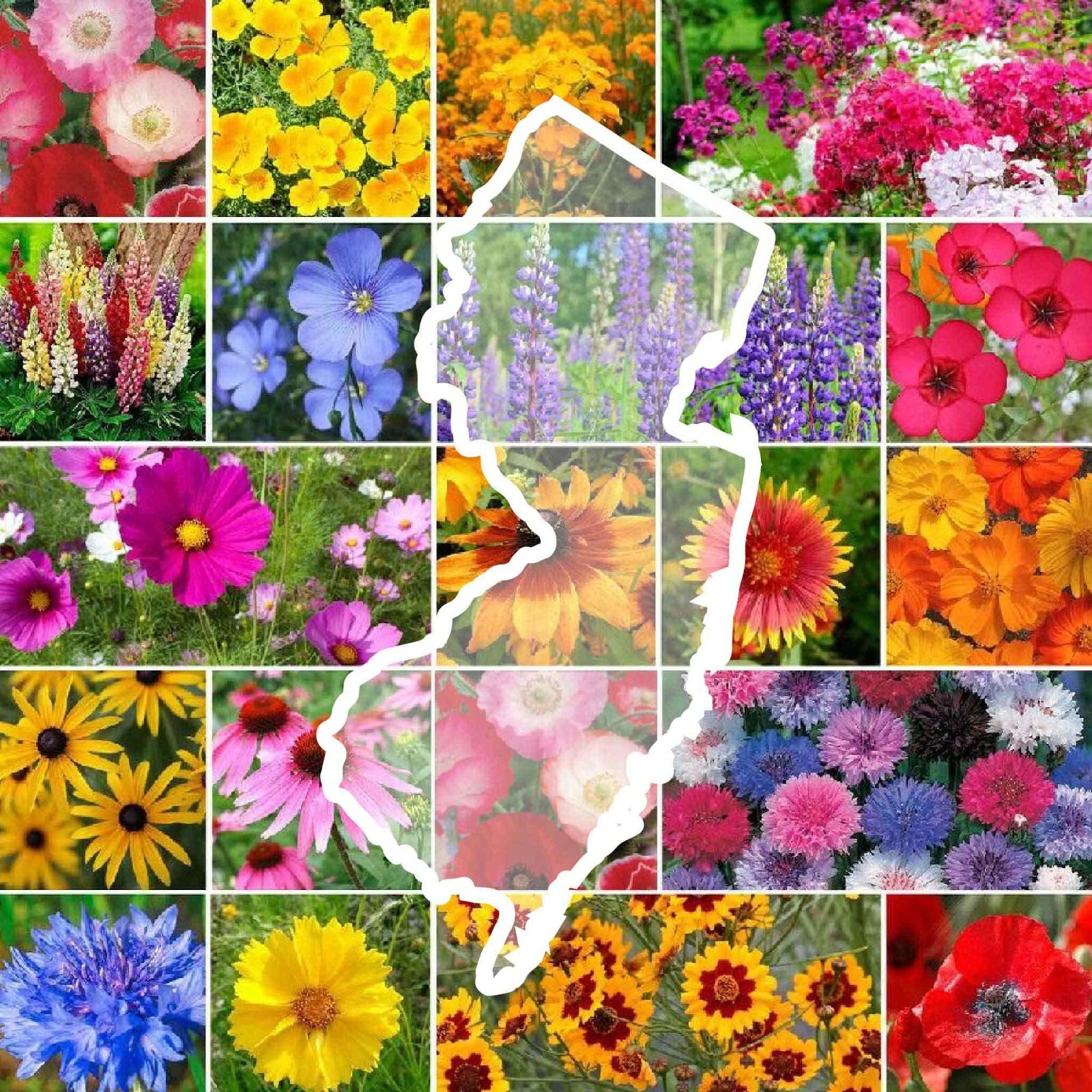 Wildflower NEW JERSEY State Flower Mix Perennials Annuals USA Non-GMO 1000 Seeds gallery