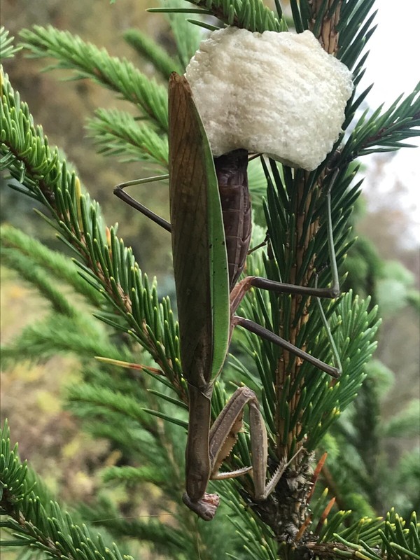 6 LARGE Fresh Praying Mantis Egg Case + Hatching Habitat Bag Picked 2025 Season gallery
