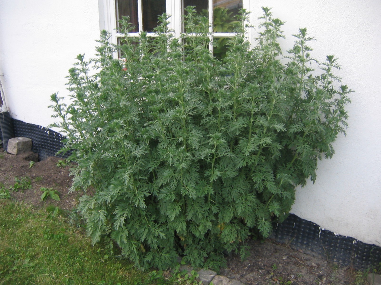 500 Artemisia Absinthium Seeds - Absinthe Wormwood - Medicinal Herbs gallery