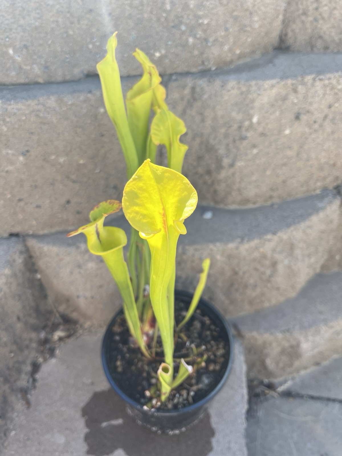 Sarracenia Flava Bright Green With Small Throat Blotch—Three Growth Points! gallery