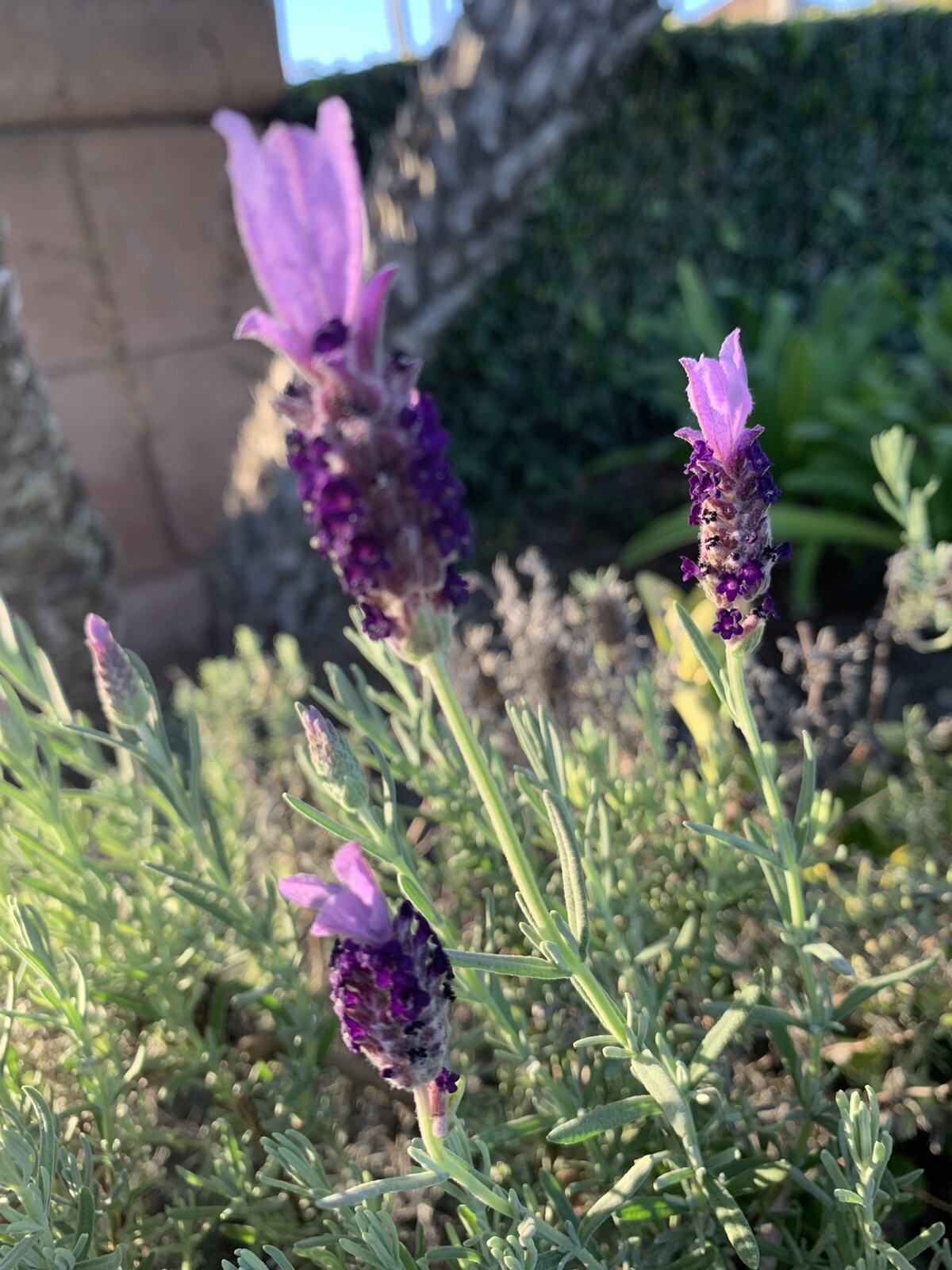 Spanish Lavender, Topped Lavender, Lavandula Stoechas- 1 Live Plant about 1 foot gallery