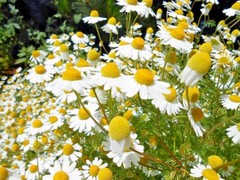 2000+Common German CHAMOMILE Flower Seeds Organic Herb Tea Garden Container Easy