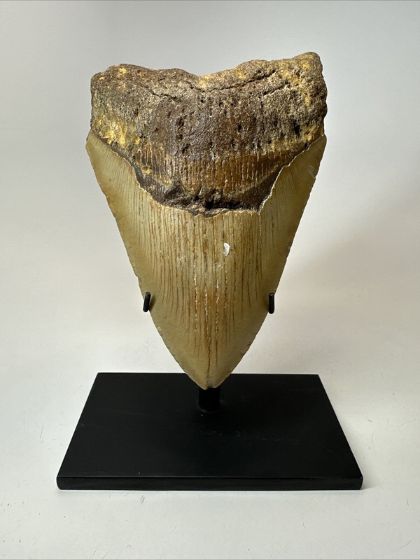 Modern Minimalist Display Stand - Aluminum - Megalodon Shark Teeth gallery