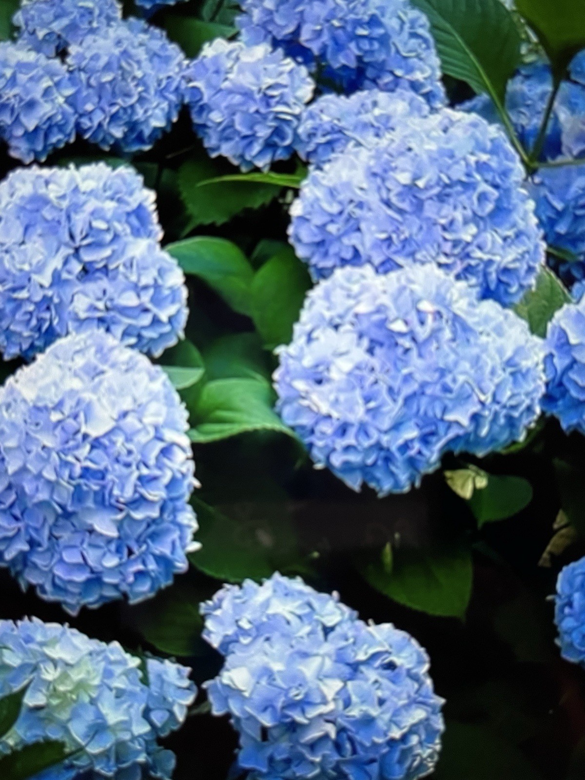 Nikko Hydrangea Plants 4-5 years old gallery