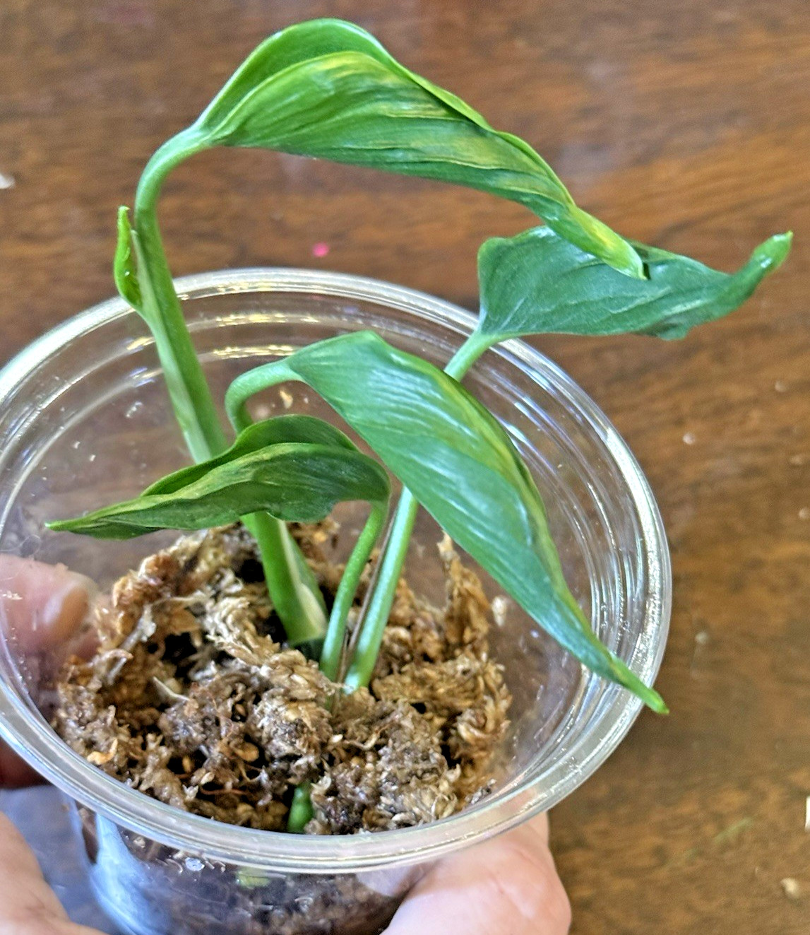 Shangri La Pothos Plant Cutting - Rooting in Moss - Cut from Mature Mom Plant gallery