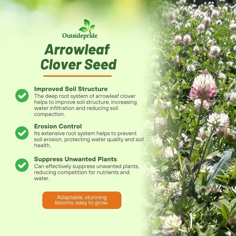10 LBS - Inoculated Arrowleaf Clover Seeds - Trifolium Vesiculusom gallery