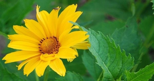 HELIOPSIS - FALSE SUNFLOWER - 4 LIVE PLANTS -SEE DESCRIPTION - LOOK! gallery