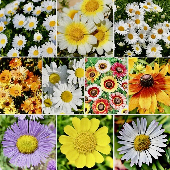 500+ Mix Daisy Crazy Seeds - Daisy Flower Seed Mix | Attracts Hummingbirds USA gallery