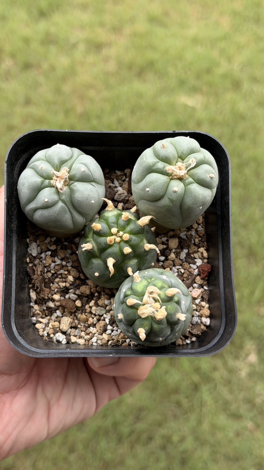 Ariocarpus Rare cactus succulents copiapoa live plant seed grown (SET OF 4) #9 gallery