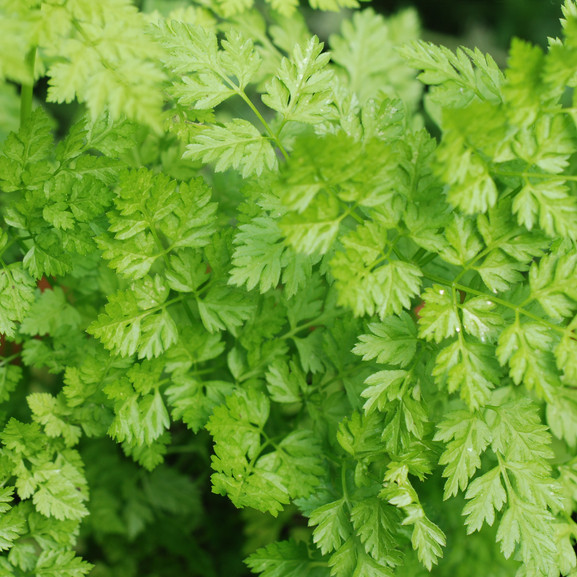 Chervil Seeds | Heirloom - Non-GMO | Free Shipping | Herb Seeds | 1170 gallery