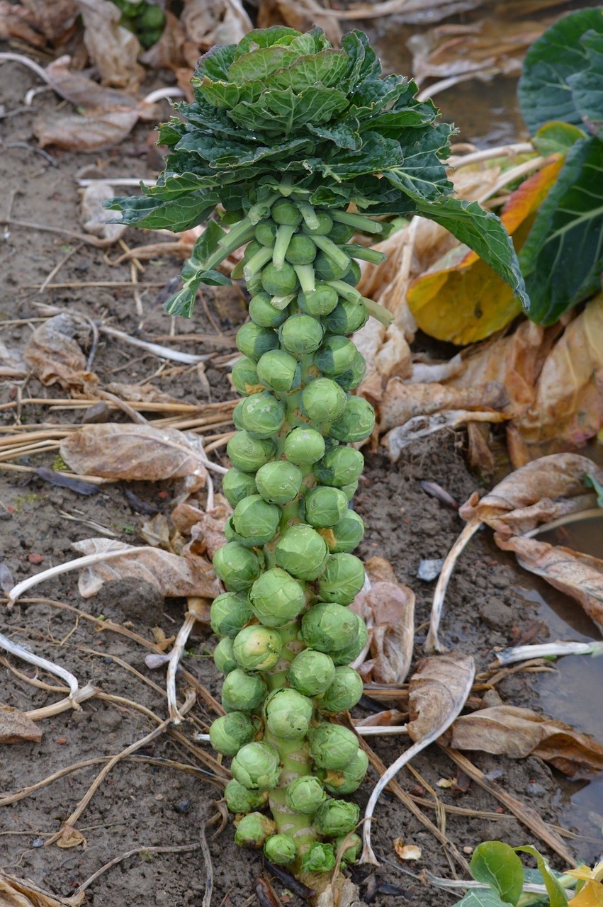 Long Island Improved Brussels Sprouts Heirloom Seeds - Non GMO - 250 Seeds gallery
