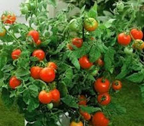 Masterblend 4-18-38 Hydroponic Fertilizer 3 Part Kit $24.95-$64.05 Ships Free gallery