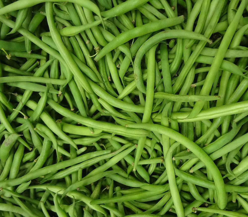 Burpee Stringless Green Bean Seeds, 1 LB, NON-GMO, FREE SHIPPING gallery