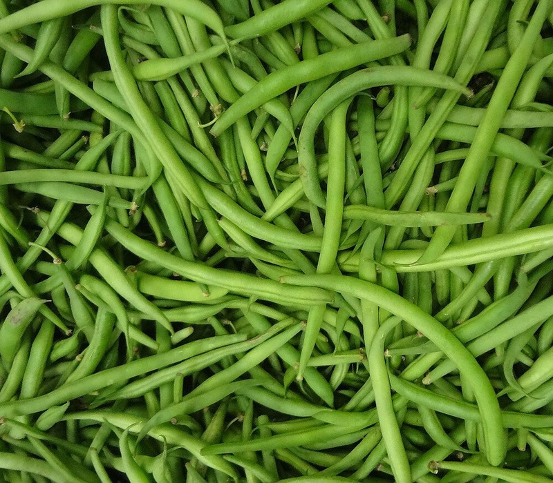 Burpee Stringless Green Bean Seeds, 1 LB, NON-GMO, FREE SHIPPING gallery