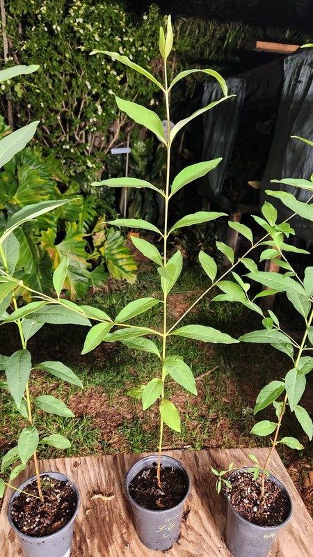Eucalyptus deglupta Rainbow Eucalyptus Tree in 5" Pot 28" - 30" Tall (Not Seeds) gallery
