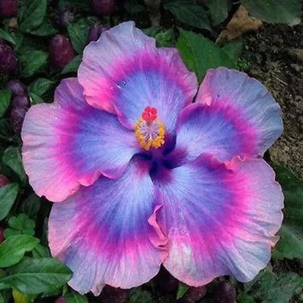 30pcs Multicolor Hibiscus Seeds - Rare Non-GMO Heirloom Variety for Your Garden gallery