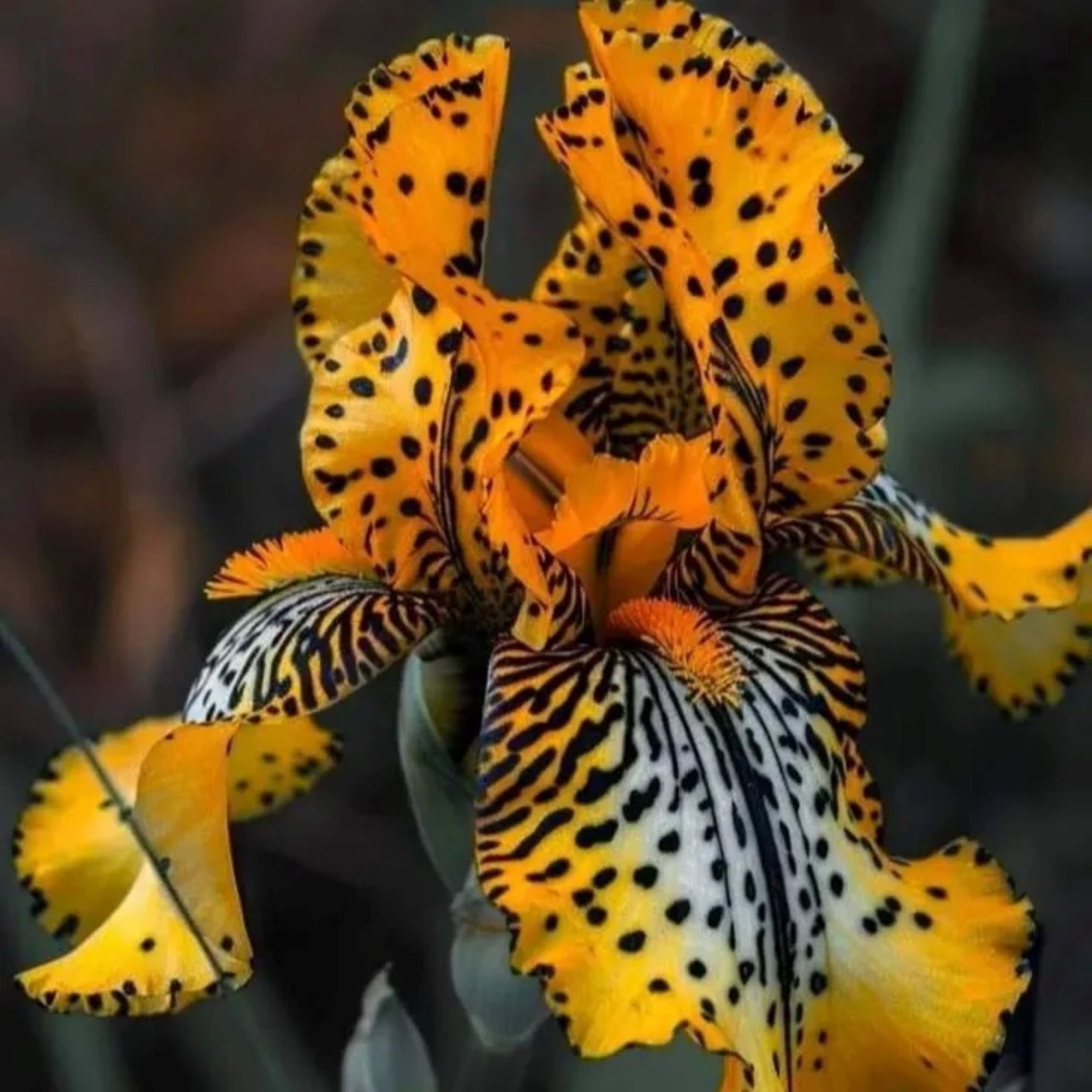 100 Iris Seeds Yellow Amber Much Less Money Than Bulbs .. gallery