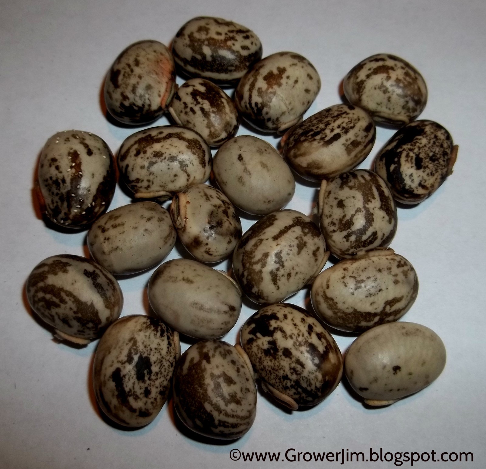 Velvet bean (Mucuna pruriens), itchless cultivar seeds gallery