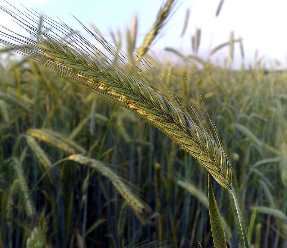Rye Grain Seed Berries- Planting- Colonizing- Clean/pesticide Free- Organic gallery