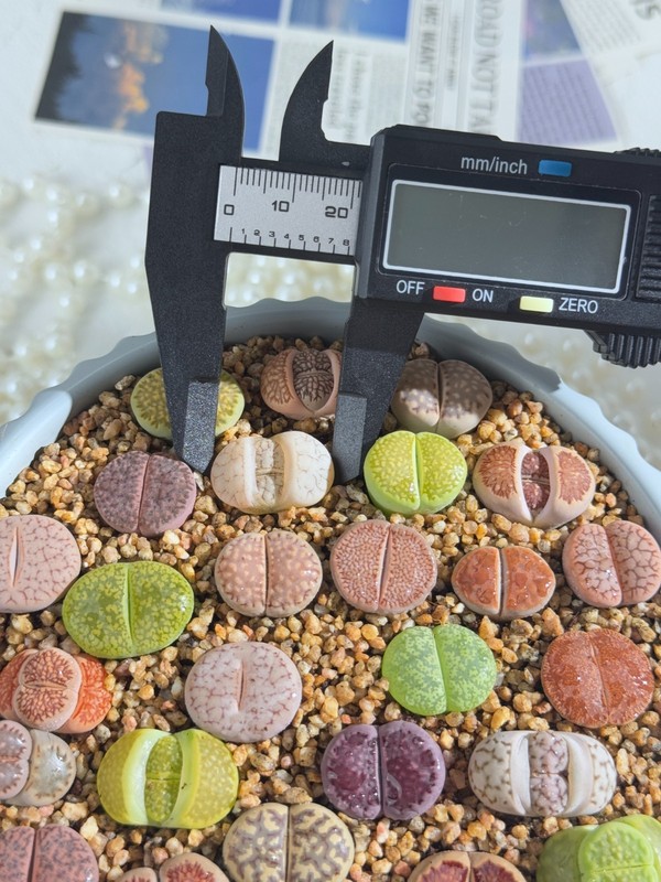 Live 10pc Lithops assorted succulents, 0.6-0.8" Bare root Wedding Favors gallery